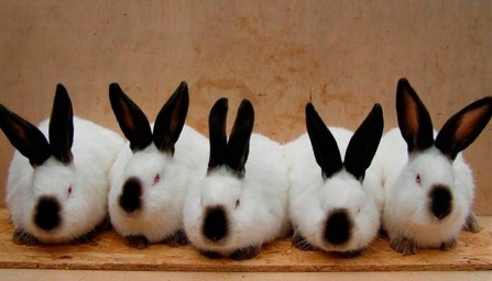 Кубанка потратит миллион рублей на кроликов