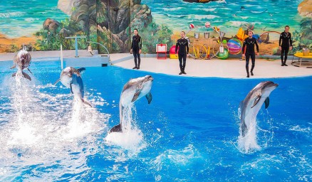 Сочинские дельфины сыграют в футбол в преддверии Чемпионата Мира