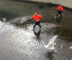 Сочинские спасатели помогли бедному лебедю в безвыходной ситуации