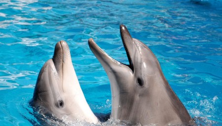 В Сочи научат спасать дельфинов