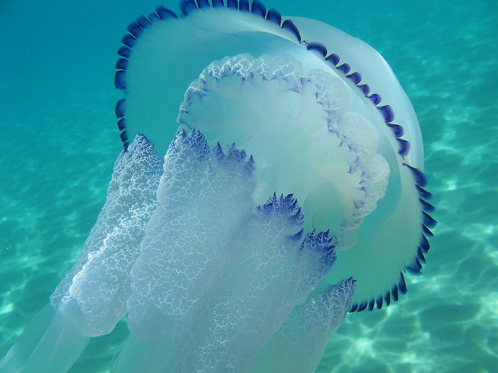медузы анапа