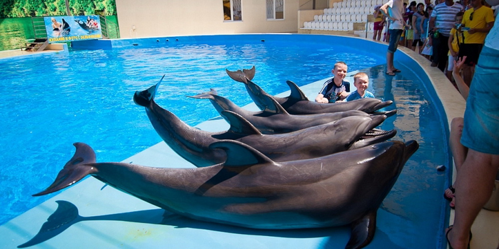 анапский дельфинарий