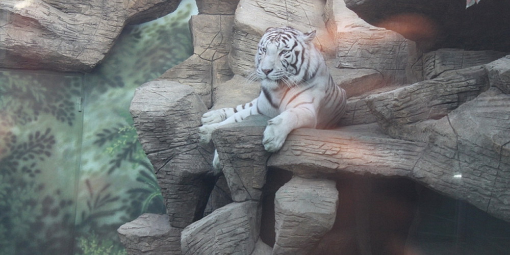 белый тигр анапа