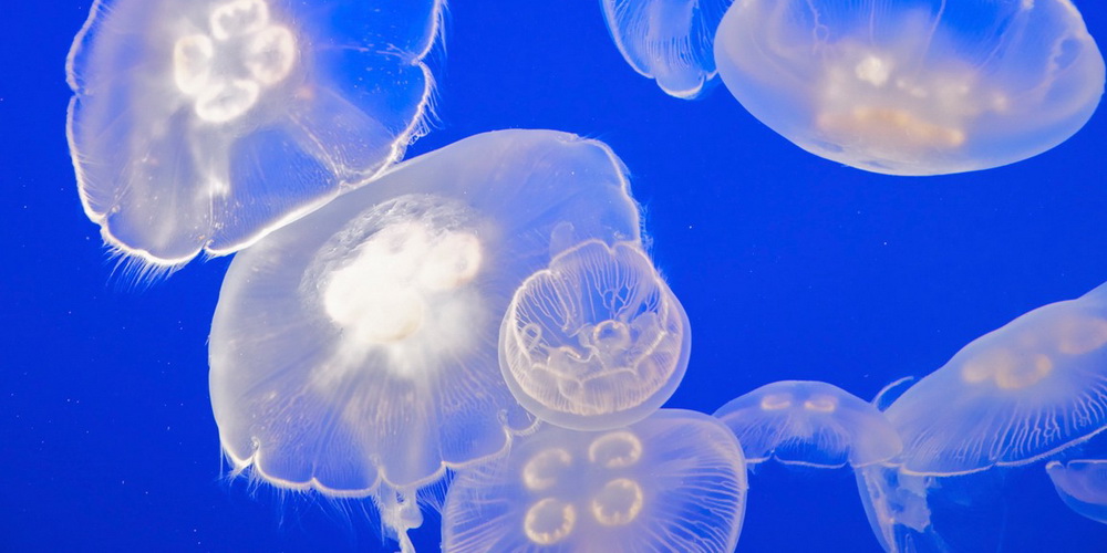 медузы анапа
